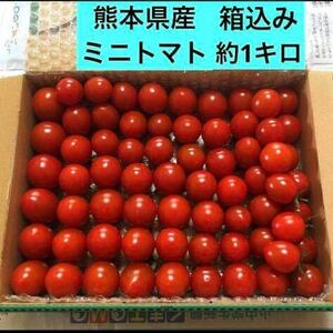 熊本県産　ミニトマト　箱込みで約1キロ
