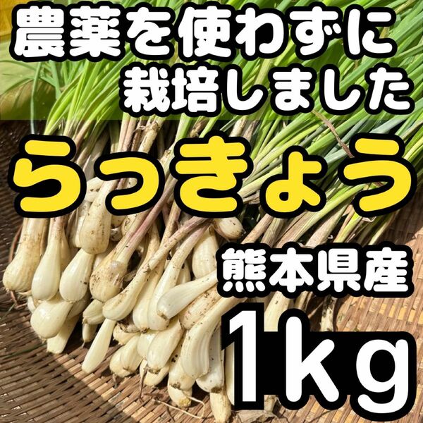 熊本県産 朝採り 新鮮らっきょう 1kg 農薬を使わずに栽培しました