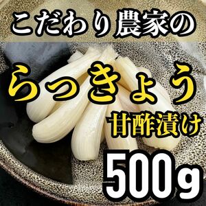 熊本県産 こだわり らっきょう甘酢漬け 500 g