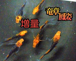 増量セール【極上】竜章鳳姿　メダカ　有精卵40+α。