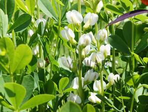 山野草　白花ムラサキセンダイハギ　種子 40粒