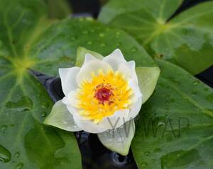 水生植物　山野草　紅蕊エゾノヒツジグサ　種子7粒　最終出品