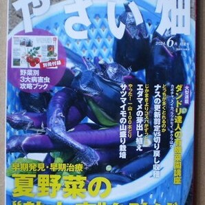 やさい畑 2024年6月初夏号 特集「早期発見・早期治療 夏野菜の"熱中症"を防げ」他 + 別冊付録「野菜別3大病害虫攻略ブック」