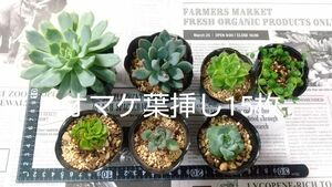 多肉植物　抜き苗　カット苗　サラヒメhyb　他