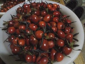 送料無料　ロウヤガキの種子　20粒　種子のみの発送　ミニ盆栽に　老爺柿　ろうやがき
