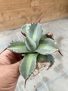 トランカータ 中斑　Agave parryi truncata “jack pot” アガベ