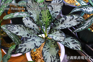 Aglaonema Pictum 法皇緑 ”Hierophant-Green” from Sumatera Barat【AZ0512-X】増殖株 AZ便 ネームド アグラオネマピクタム