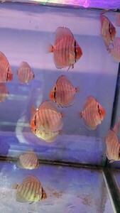  brilliant turquoise discus (S size )3 pcs set No.01