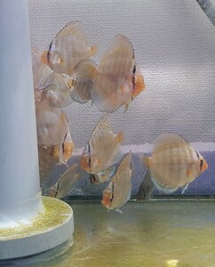  brilliant turquoise discus (S size )3 pcs set 