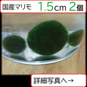 【国産まりも1.0cm×3】NOTおみやげ価格　アクアリウム　水草　観葉植物