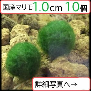 【国産まりも1.0cm×10】NOTおみやげ価格　アクアリウム　水草　観葉植物