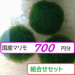 【国産まりも700円分】NOTおみやげ価格　アクアリウム　水草　観葉植物