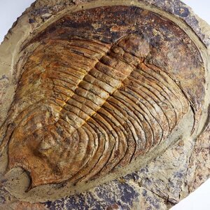 *** fossil Mitsuha insect ***. rare specimen!! Dikelokephalina brenchleyi valuable kind!!*