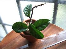 ホヤ　クリンクルエイト　カルノーサ　Hoya carnosa 'Krinkle 8'　発根小苗　ポットのまま発送　送料￥130_画像6