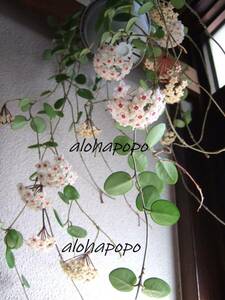 ホヤ　マチルダ　発根小苗　ハイドロカルチャーにも　Hoya Mathilde セルペンス×カルノーサ　大きな花が咲きます サクララン　L