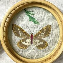 【蝶 標本】ガラスコースター 茶器 冷茶 茶托★蝶の本物の翅を使っています_画像3