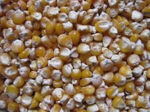  corn (20kg)! small bead!