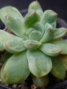 多肉植物 韓国苗　アイスエイジ錦