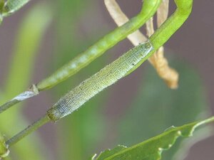 ツマキチョウ　幼虫　３匹