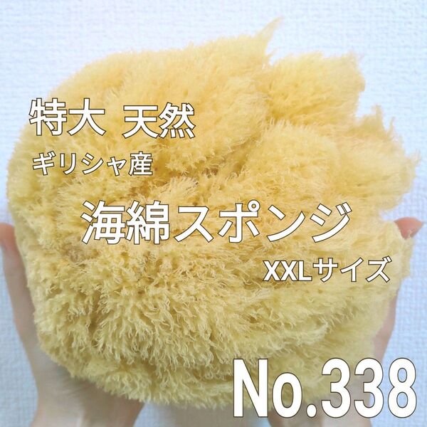 天然 特大! 海綿スポンジ ギリシャ産 グラス種 XXLサイズ No. 338
