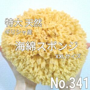 天然 特大！ 海綿スポンジ ギリシャ産 グラス種 XXLサイズ No.341