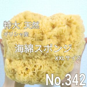 天然 特大 海綿スポンジ ギリシャ産 グラス種 XXLサイズ No.342