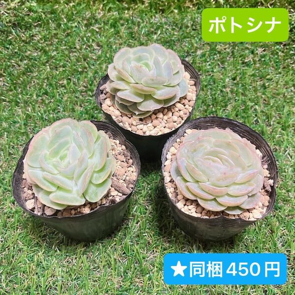 ★ポトシナ 韓国苗 多肉植物