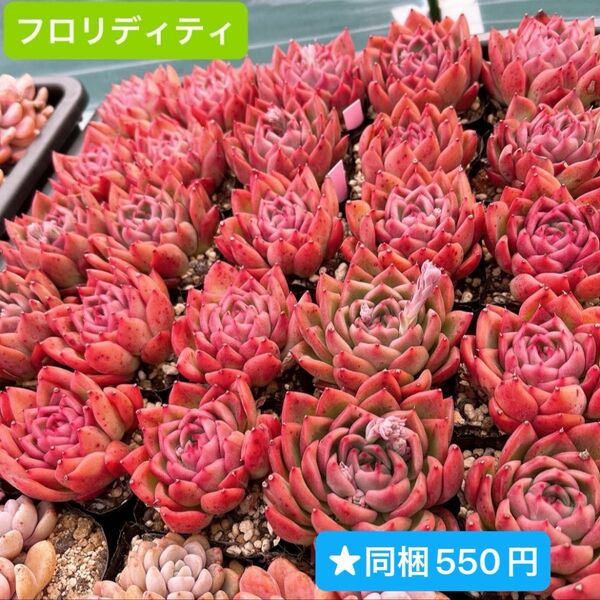 ★フロリディティー 大苗 韓国苗 多肉植物