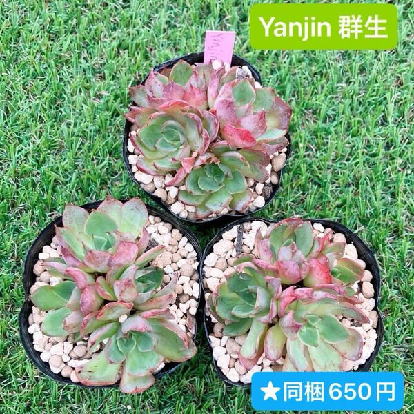 ★ Yanjin 群生 韓国苗 多肉植物