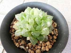 多肉植物　ハオルチア・オブツーサ交配種錦