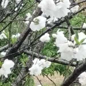 源平花桃の白の苗木1株