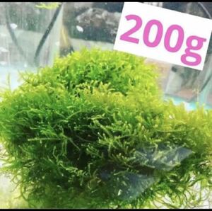  less pesticide domestic production Willow Moss 200g+α including in a package possible addition possibility!
