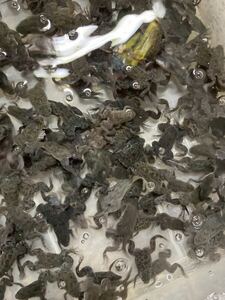 50匹売り　アフリカツメガエル 約2〜3cm ★活餌 生き餌 観賞魚 　同梱可