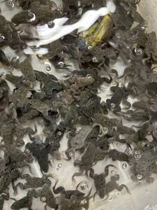 100匹売り　アフリカツメガエル 約2〜3cm ★活餌 生き餌 観賞魚 　同梱可　カエル