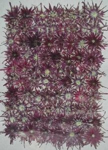  для бизнеса засушенный цветок Star флокс лиловый большая вместимость 500 листов сухой цветок декоративный элемент resin . печать 