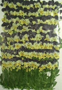  business use pressed flower viola Helen mount leaf attaching high capacity 500 sheets dry flower deco resin . seal 