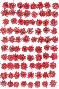  business use pressed flower race flower red dyeing high capacity 500 sheets dry flower deco resin . seal 