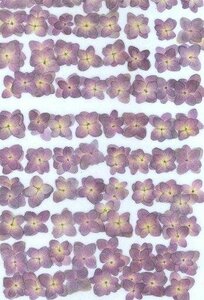  business use pressed flower hydrangea purple high capacity 500 sheets dry flower deco resin . seal 