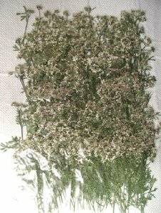  business use pressed flower coriander high capacity 500 sheets dry flower deco resin . seal 
