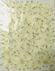  для бизнеса засушенный цветок тысяч птица . белый большая вместимость 500 листов сухой цветок декоративный элемент resin . печать 