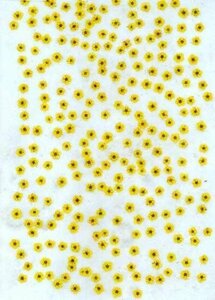  для бизнеса засушенный цветок ногти для маленький цветок желтый цвет окраска большая вместимость 500 листов сухой цветок декоративный элемент resin . печать 