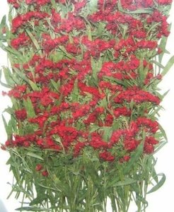  business use pressed flower alyssum leaf attaching red dyeing high capacity 300 sheets dry flower deco resin . seal 