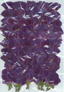  business use pressed flower iromatsuyoi purple high capacity 500 sheets dry flower deco resin . seal 