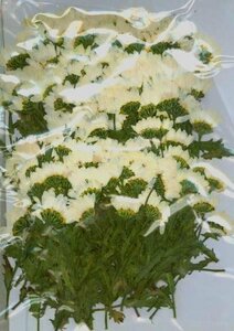  business use pressed flower no- sport leaf attaching width pushed . high capacity 300 sheets dry flower deco resin . seal 