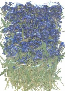  business use pressed flower alyssum leaf attaching blue dyeing 500 wheel go in high capacity 500 sheets dry flower deco resin . seal 