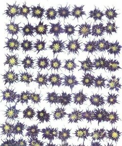  business use pressed flower Star phlox blue dyeing high capacity 500 sheets dry flower deco resin . seal 