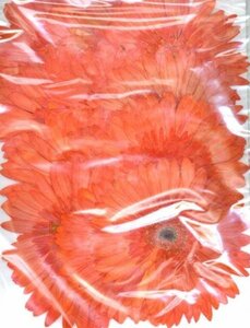  business use pressed flower material gerbera orange high capacity 30 sheets dry flower deco resin . seal 