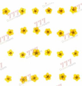  бесплатная доставка * подлинный товар засушенный цветок материалы ручная работа материалы для цветочной композиции DR2240F ногти для засушенный цветок маленький цветок желтый цвет 