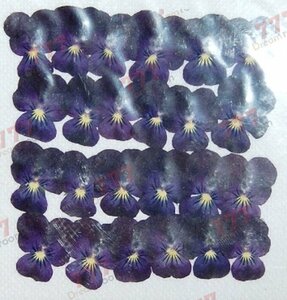  бесплатная доставка * подлинный товар засушенный цветок материалы ручная работа материалы для цветочной композиции DR108-B viola голубой есть перевод 