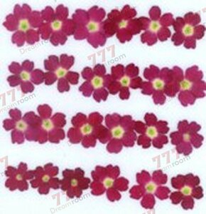  бесплатная доставка * подлинный товар засушенный цветок материалы ручная работа материалы для цветочной композиции DR121R вербена красный 